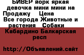 БИВЕР йорк яркая девочка мини мини на Продажу! › Цена ­ 45 000 - Все города Животные и растения » Собаки   . Кабардино-Балкарская респ.